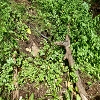 Plants: image 35 Of 208 Thumb
